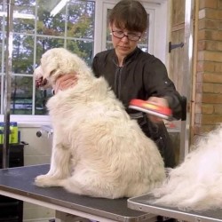 Robinanka 23 KG Üzeri Uzun Tüylü Köpekler İçin Tüy Toplayıcı Ergonomik Tarak Robinanka 23 KG Üzeri Uzun Tüylü Köpekler İçin Tüy Toplayıcı Ergonomik Tarak