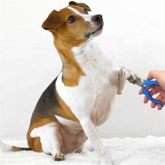 Robinanka Evcil Hayvan Kedi ve Köpek Paslanmaz Çelik Yaylı Tırnak Makası ve Düzeltme Robinanka Evcil Hayvan Kedi ve Köpek Paslanmaz Çelik Yaylı Tırnak Makası ve Düzeltme