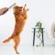 Robinanka® Tüy Açıcı Kedi Köpek Tarağı Tek Taraflı Metal Dişli Evcil Hayvan Bakım Fırçası Robinanka® Tüy Açıcı Kedi Köpek Tarağı Tek Taraflı Metal Dişli Evcil Hayvan Bakım Fırçası