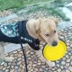 Robinanka® Katlanabilir Kedi Köpek Mama ve Su Kabı Köpek Oyuncağı Robinanka® Katlanabilir Kedi Köpek Mama ve Su Kabı Köpek Oyuncağı