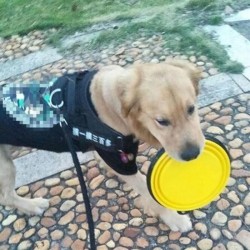 Robinanka Katlanabilir Kedi Köpek Mama ve Su Kabı Köpek Oyuncağı Robinanka Katlanabilir Kedi Köpek Mama ve Su Kabı Köpek Oyuncağı
